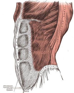 Anatomía de los músculos abdominales