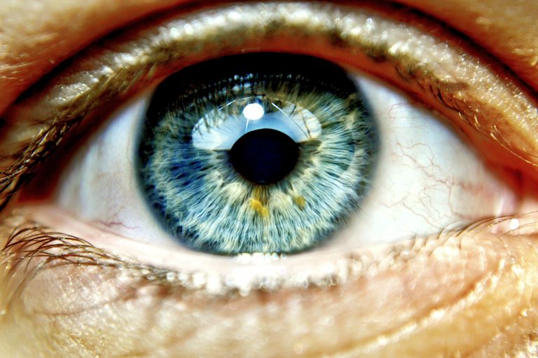 Anatomía del ojo Galería de fotos