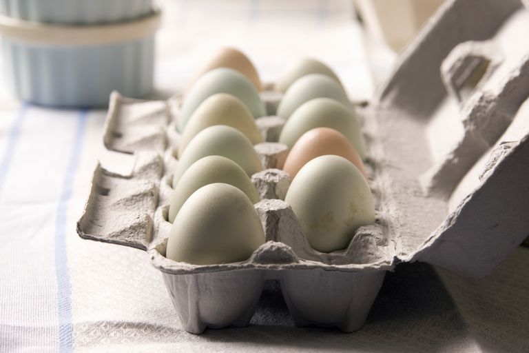 Huevos criados humanamente sin jaula vs. crianza en libertad