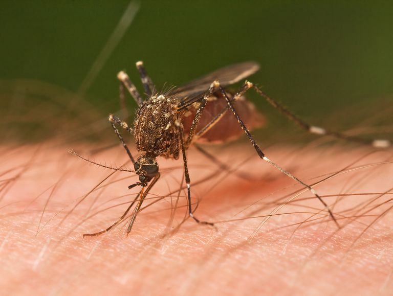 ¿Puedo contraer el VIH por una picadura de mosquito?