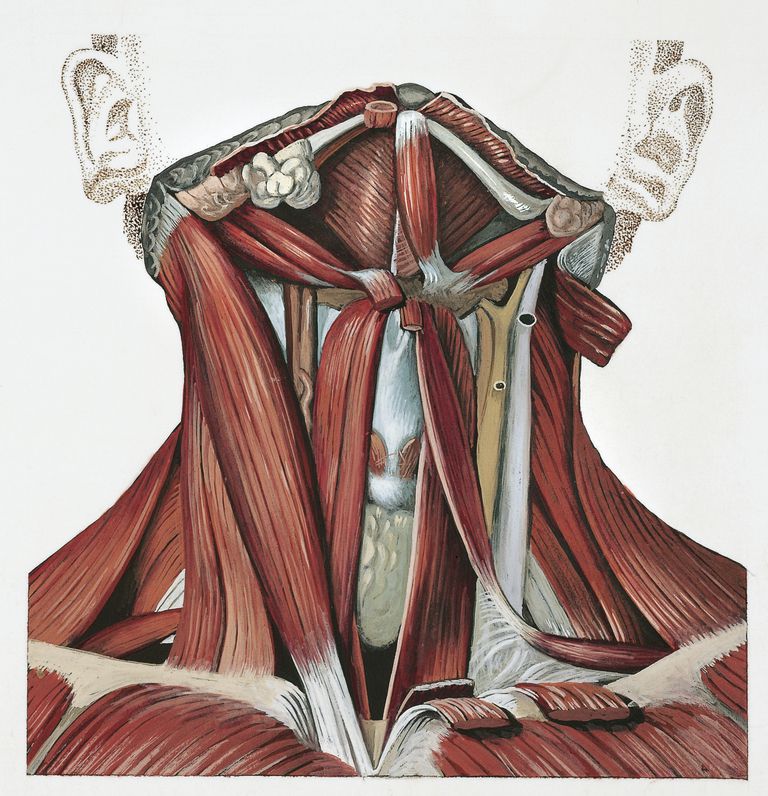 Músculos flexores del cuello profundo - El grupo Longus Colli