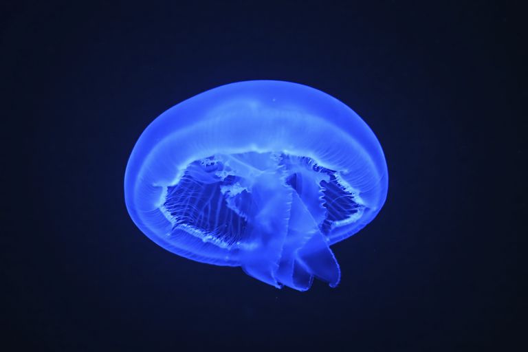 ¿Funciona la proteína Jellyfish para la pérdida de memoria?