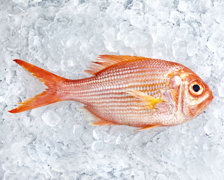 Alergia a los peces: síntomas, diagnóstico y vida libre de pescado