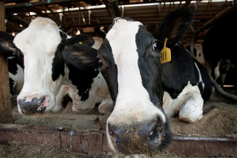 Historia del uso indebido de antibióticos en la ganadería