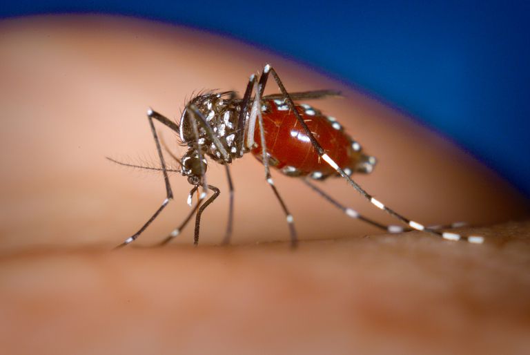 Cómo se propagó Chikungunya en el Nuevo Mundo