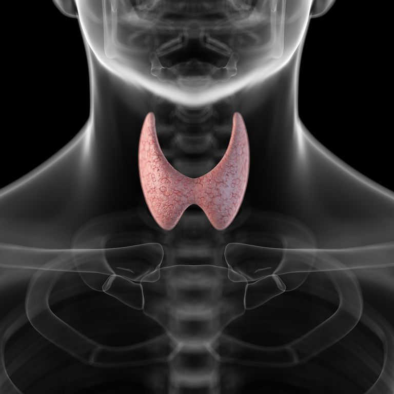 ¿Cómo funciona la glándula tiroides?