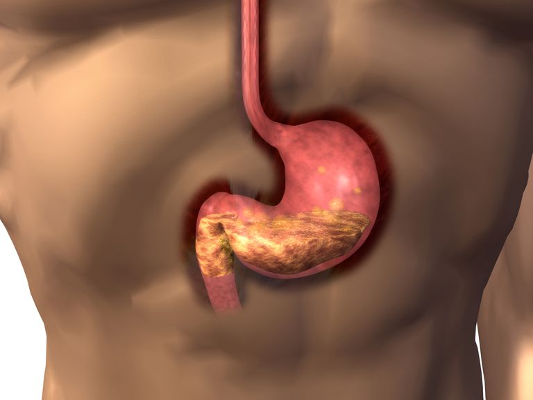 Datos interesantes del sistema digestivo