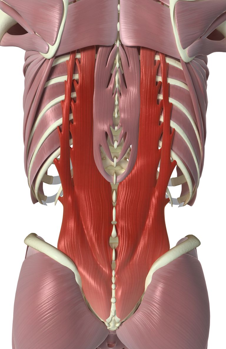 Interspinales e Intertransversarii Músculos de la espalda