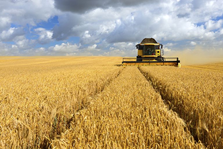 ¿El trigo OGM aumenta la sensibilidad celíaca y del gluten?