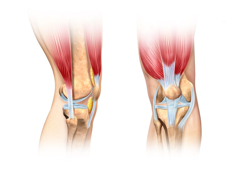 Ligamentos de la articulación de la rodilla