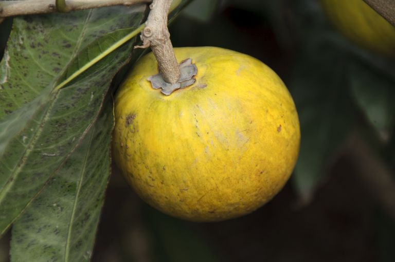 Lúcuma - Lo que usted necesita saber sobre este Superfruit
