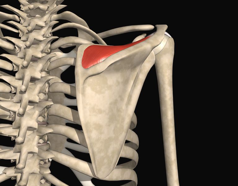 Músculos y tendones del manguito rotador