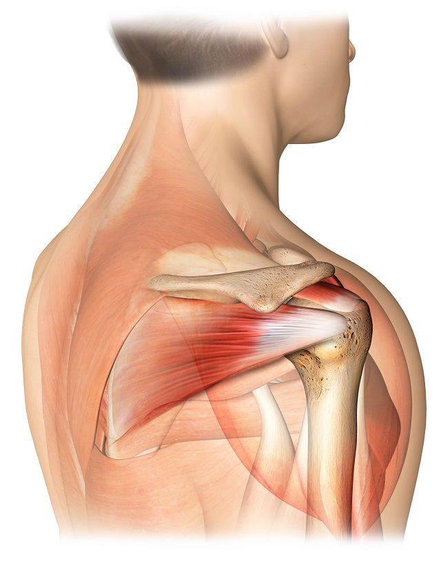 Músculos y tendones del manguito rotador