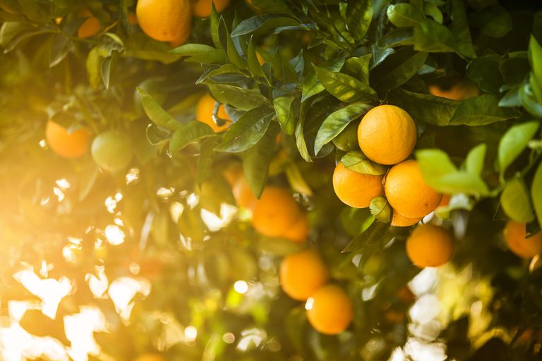 Información nutricional de las naranjas