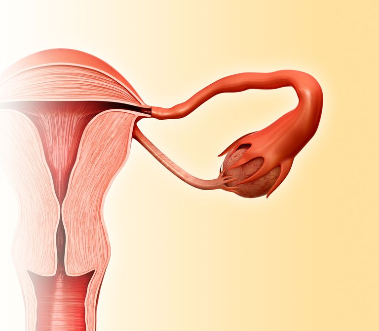 Ooforectomía: ¿Deberían quedarse o irse mis ovarios?