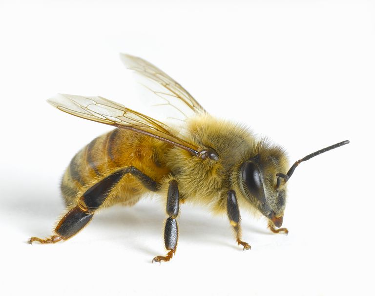Descripción general y beneficios de la terapia de picadura de abeja