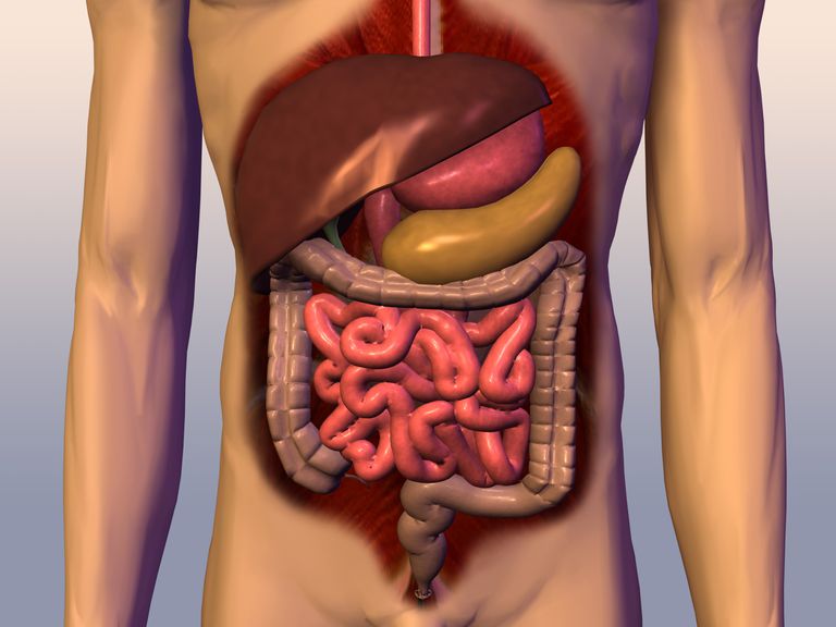 Descripción del Accesorio Órganos Digestivos