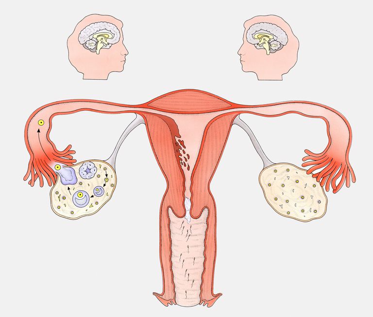 Progesterona: Entender la Otra Hormona Sexual Femenina