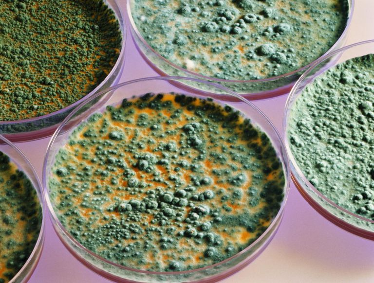La relación entre el moho, los alimentos y las alergias a la penicilina