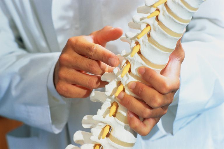 Anatomía del ligamento espinal