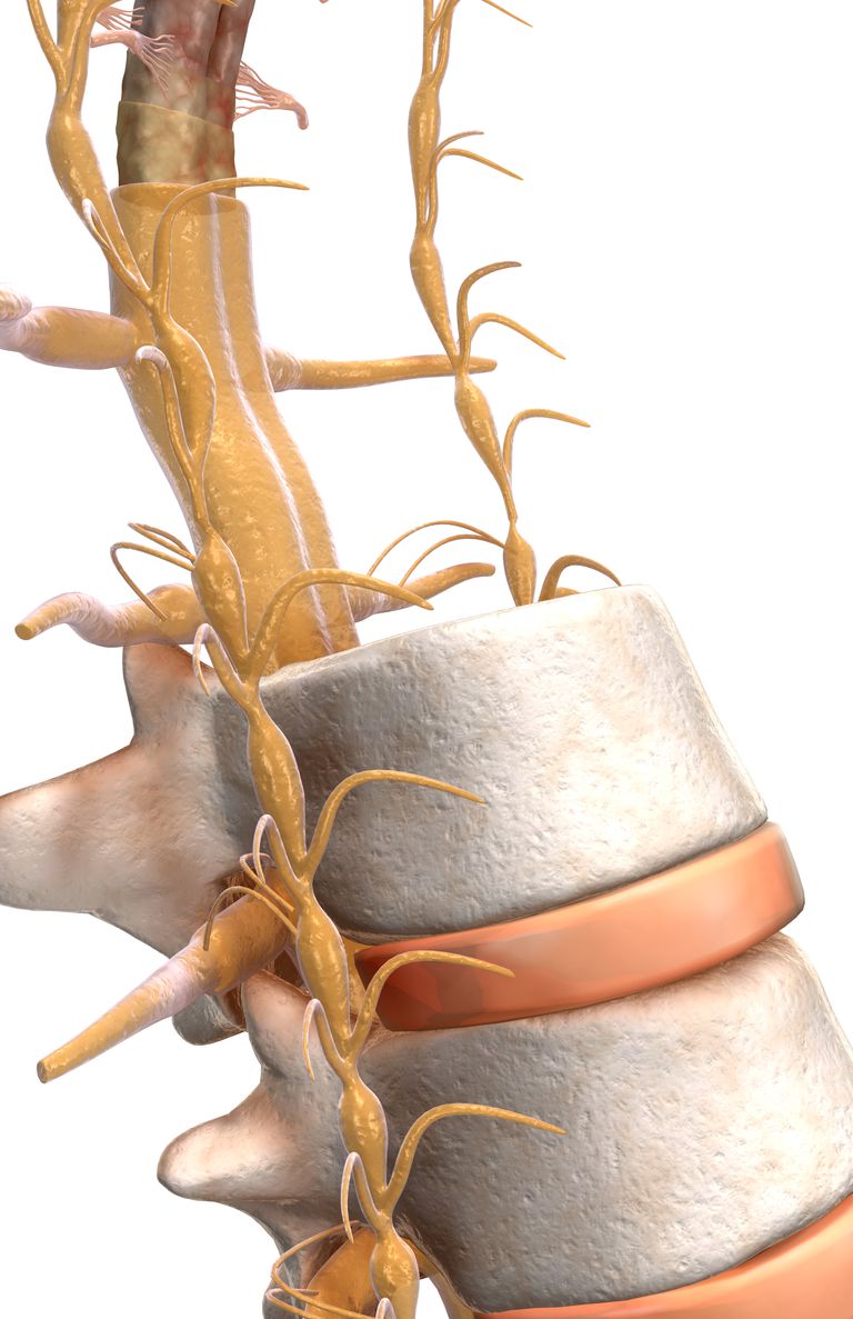Raíces y Dermatomas del Nervio Espinal
