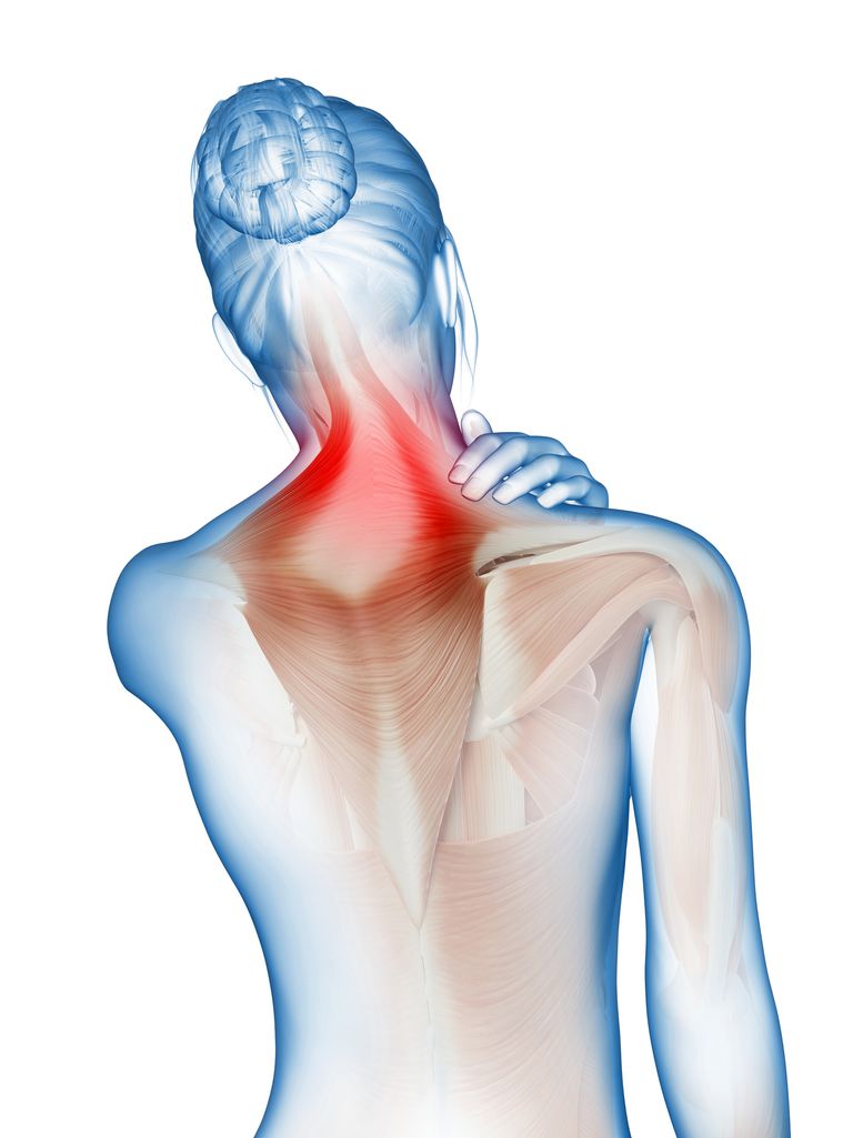 Capa superficial de los músculos de la espalda intrínsecos