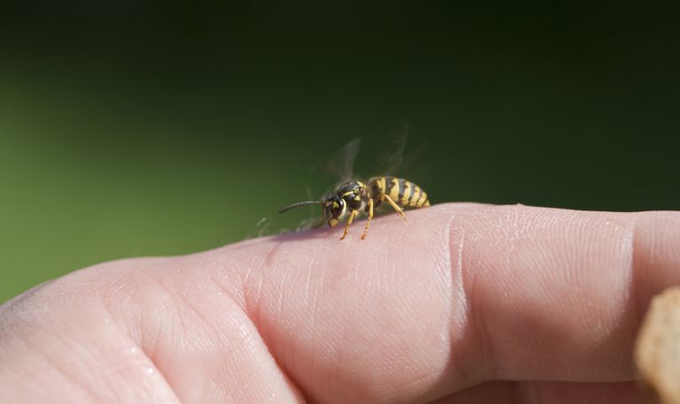 Inflamación por picaduras de abejas y picaduras de mosquitos