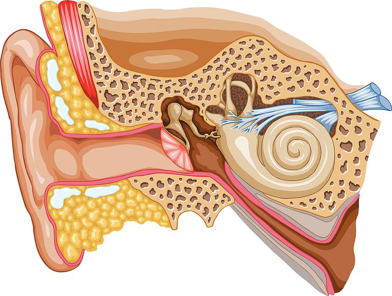 Tinnitus: causas, efectos y tratamiento