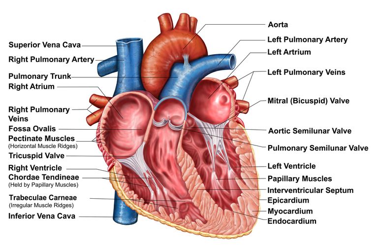 Salud del corazón s La estenosis aórtica es una enfermedad cardíaca común que generalmente se desarrolla y aumenta con la edad. La válvula aórtica es una de las cuatro válvulas cardíacas en el corazón humano y puede dañarse seriamente por la calcificación. Esta es una condición potencialmente grave que afecta las partes móviles de la válvula y la hace menos eficiente.