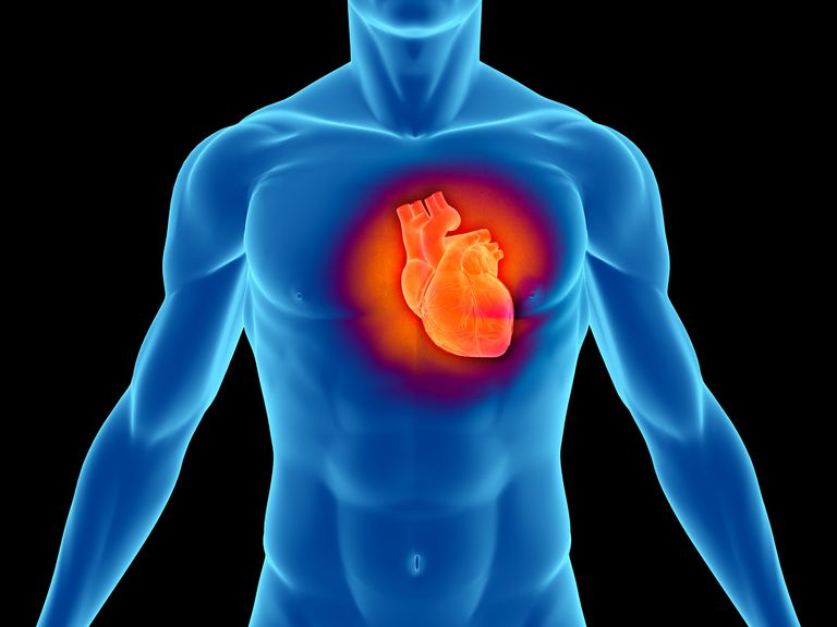 Comprender el envejecimiento del corazón y revertir las enfermedades del corazón