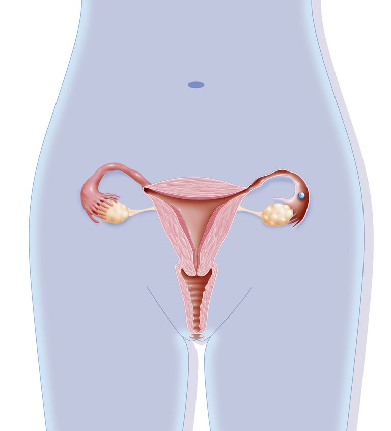 ¿Qué hace el cuello uterino?