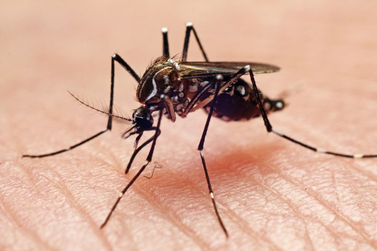 Lo que necesita saber sobre el virus Chikungunya
