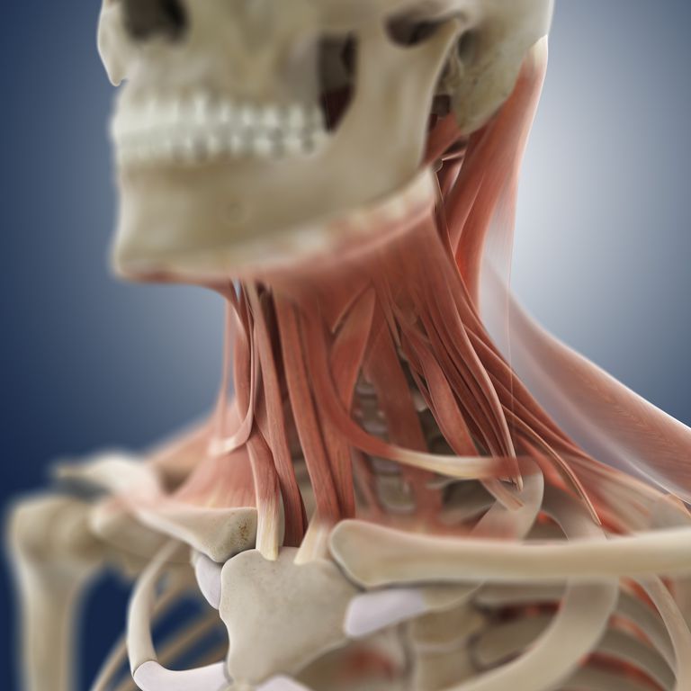 ¿Qué músculos del cuello se vuelven más apretados?