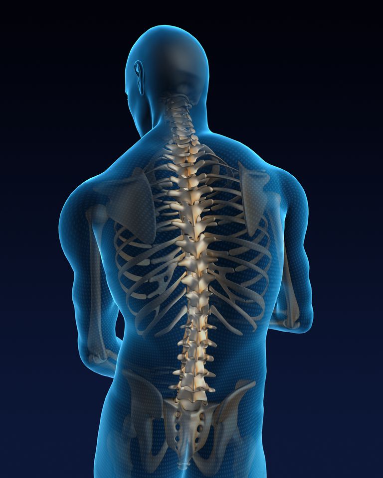 ¿Por qué tenemos curvas espinales?