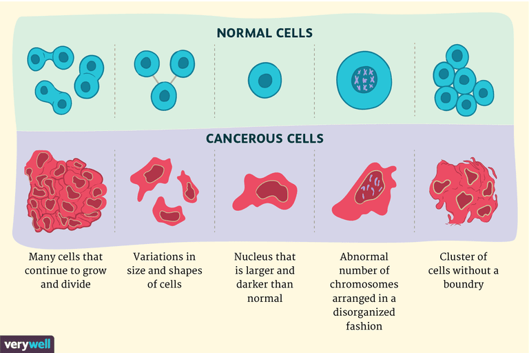 Células cancerosas vs. células normales: ¿cómo son diferentes