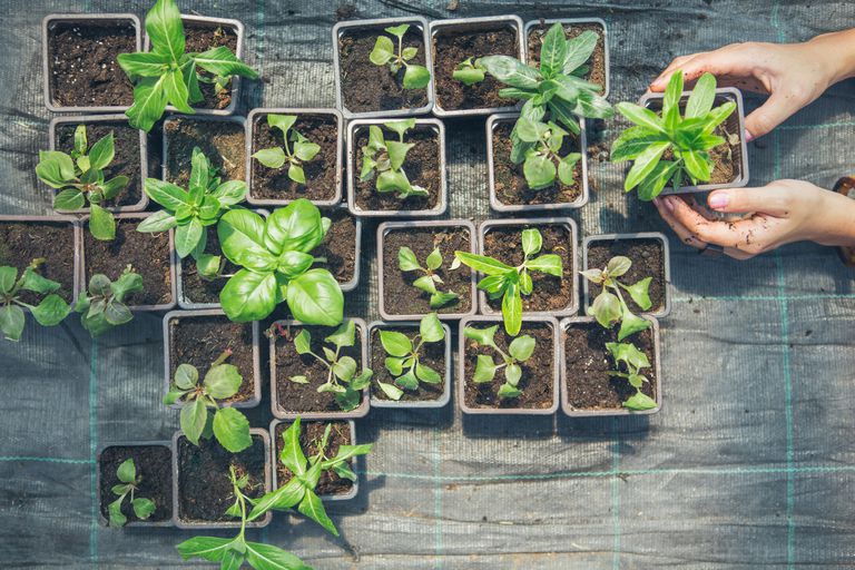 9 Restos de vegetales que puede volver a crecer fácilmente