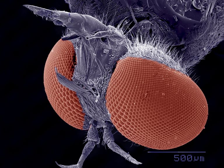 ¿Las moscas están sucias y causan enfermedades?