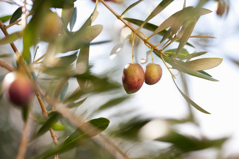 Los beneficios del extracto de hoja de olivo