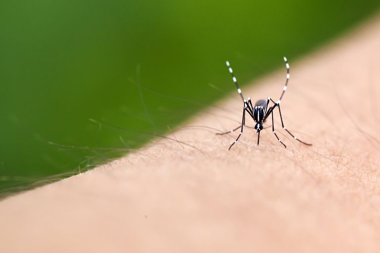 Más allá del Zika: qué se debe saber sobre las enfermedades transmitidas por mosquitos