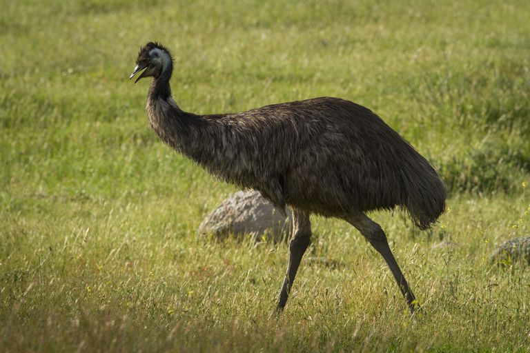 Usos y eficacia de Blue-Emu