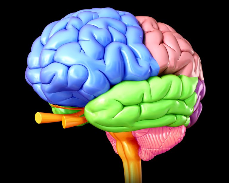 Causas del daño y los efectos del lóbulo frontal en las funciones cerebrales
