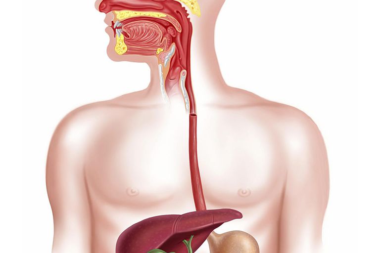 Causas del sangrado gastrointestinal en el esófago