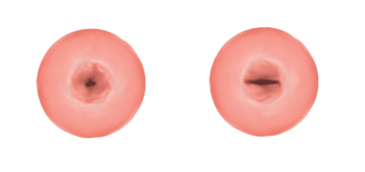 Los orificios cervicales son dos partes del cuello uterino