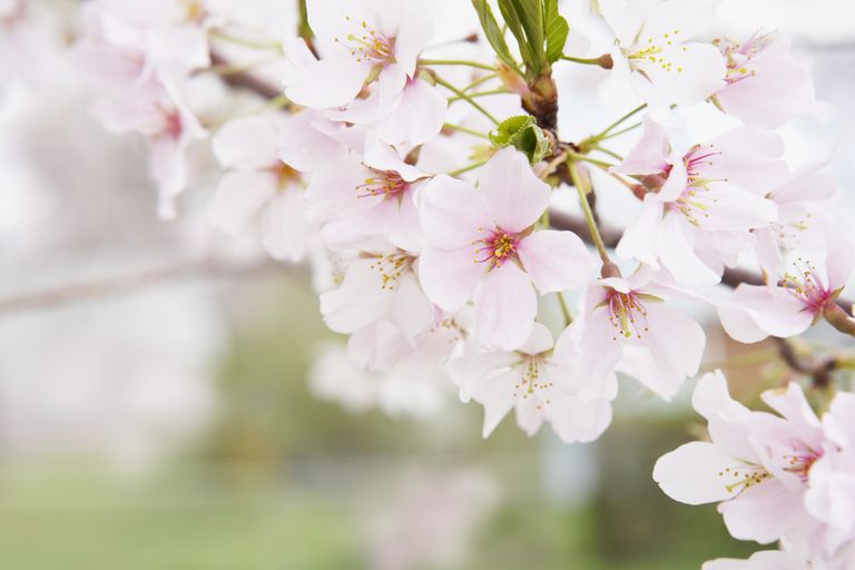 Cherry Blossom Caminando en Kenwood, Maryland
