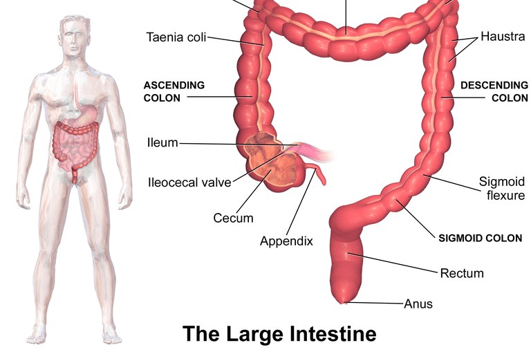 El colon es otro nombre para el intestino grueso