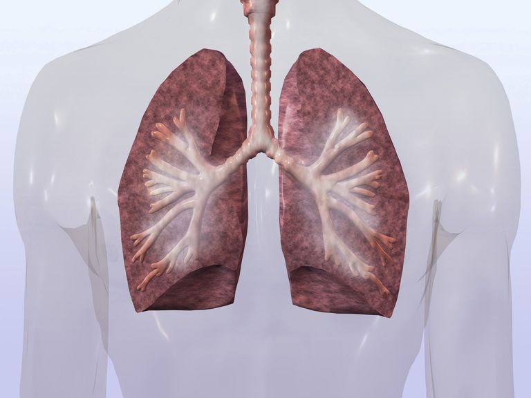 EPOC Fisiopatología y cómo funcionan los pulmones