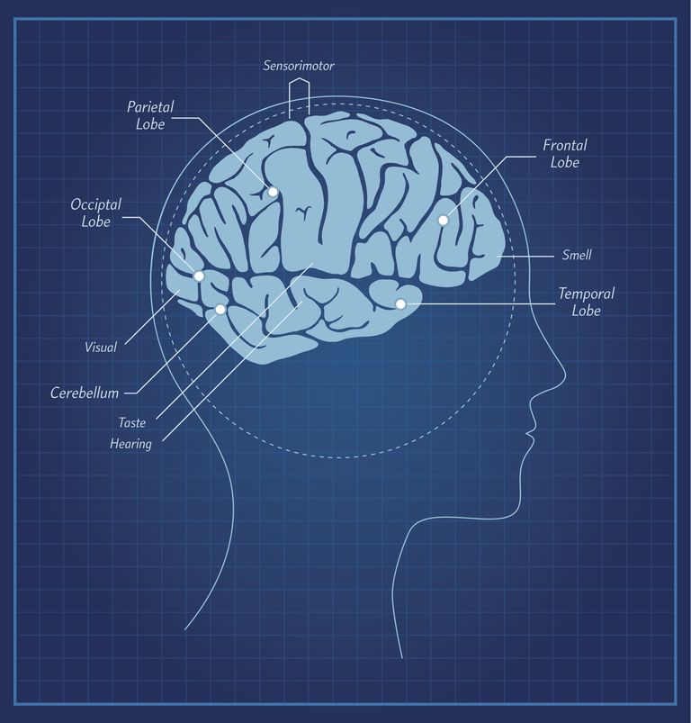 Cerebro y sistema nervioso