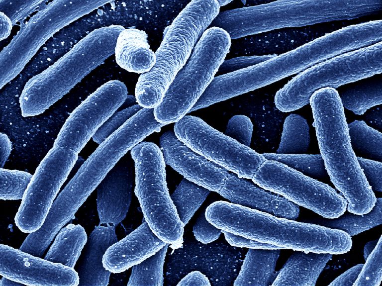 ¿Las buenas bacterias intestinales ayudan a reducir el riesgo de linfoma?