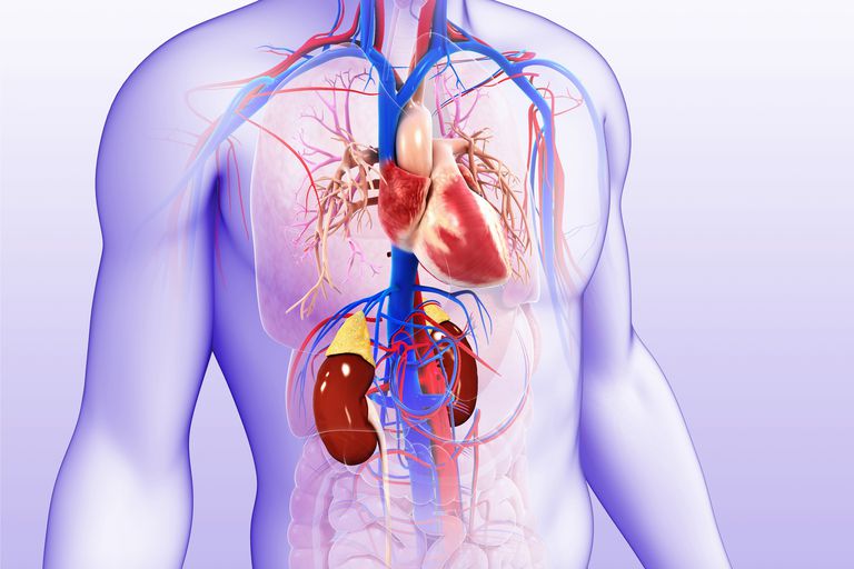Examinar el vínculo entre el corazón y la enfermedad renal