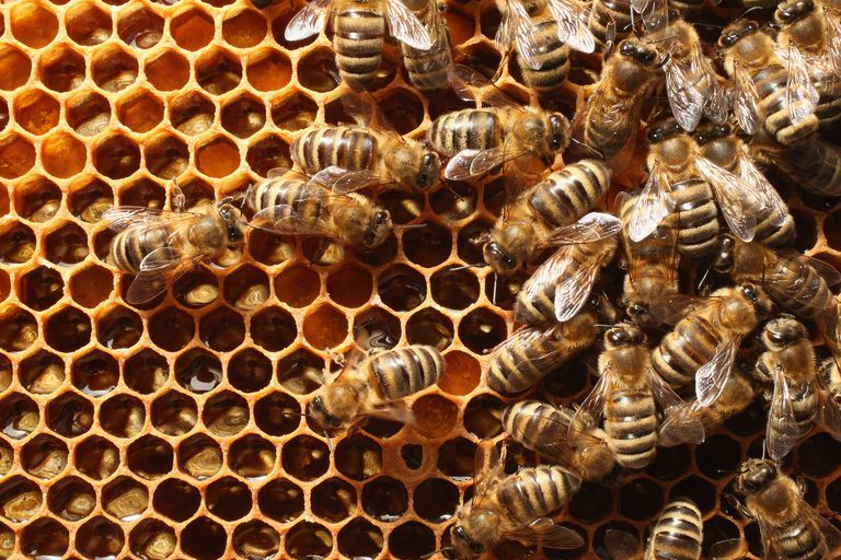 Exploración de la apiterapia: Productos de abejas como medicina